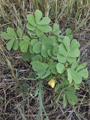 Senna obtusifolia