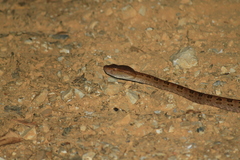 Protobothrops mucrosquamatus
