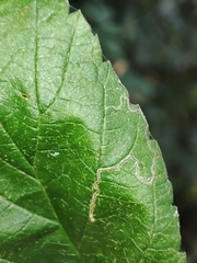 Stigmella aurella