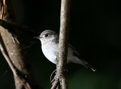 Muscicapa dauurica