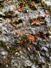 Hydropisphaera