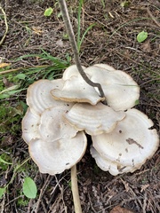 Bondarzewia berkeleyi