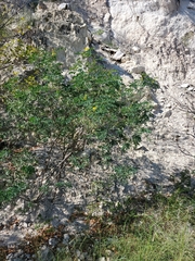 Leucaena retusa