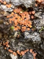Hydropisphaera