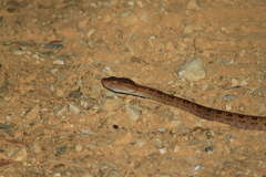 Protobothrops mucrosquamatus