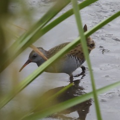 Rallus aquaticus