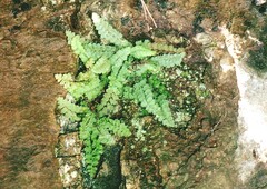 Asplenium petrarchae