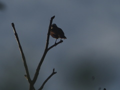 Pitangus sulphuratus