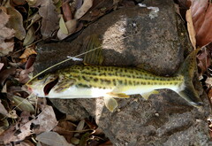 Pimelodus blochii