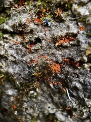 Hydropisphaera