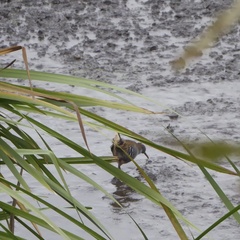 Rallus aquaticus