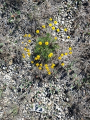 Thymophylla pentachaeta