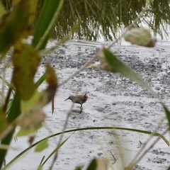 Rallus aquaticus
