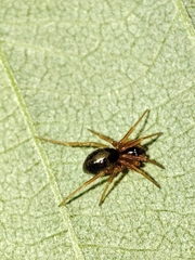 Gongylidium rufipes