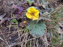 Geum montanum
