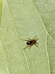Gongylidium rufipes