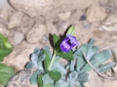 Torenia asiatica