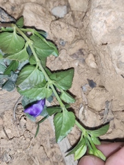 Torenia asiatica