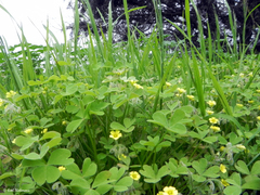 Oxalis laxa