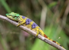 Ranomafana Nosed Chameleon photo 4