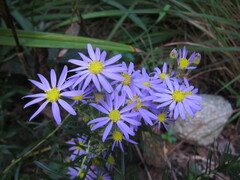 Ionactis linariifolia