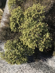 Veronica glaucophylla