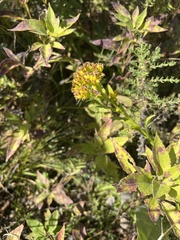 Solidago riddellii