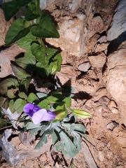 Torenia asiatica