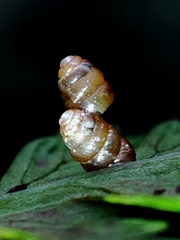 Columella edentula