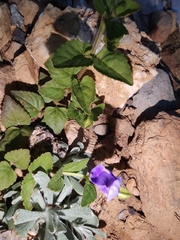 Torenia asiatica
