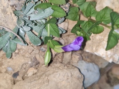Torenia asiatica