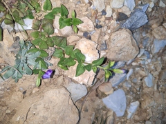 Torenia asiatica