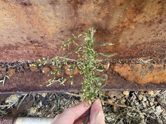 Erigeron canadensis