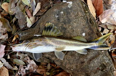 Pimelodus ornatus