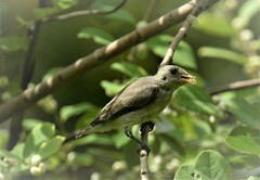 Dicaeum erythrorhynchos