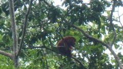 Alouatta macconnelli
