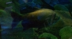 Piaractus brachypomus