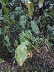 Mussaenda shikokiana