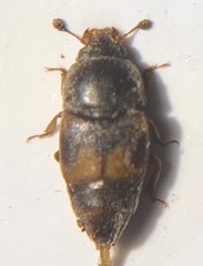 Carpophilus hemipterus
