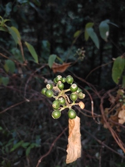 Mussaenda shikokiana