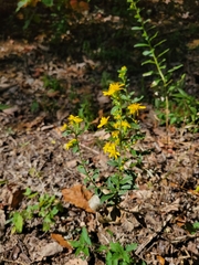 Solidago petiolaris