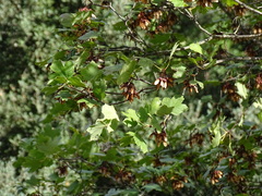 Acer opalus