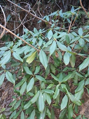 Rhododendron latoucheae