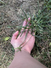 Echinochloa colona