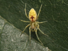 Nigma puella