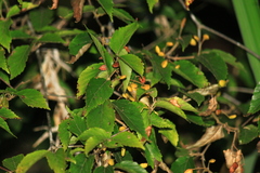 Viburnum setigerum