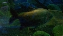 Piaractus brachypomus