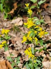 Solidago petiolaris