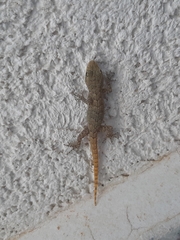 Mediodactylus kotschyi