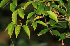 Viburnum setigerum